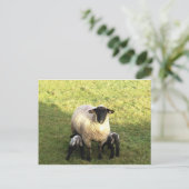 エウと子羊 ポストカード (スタンド正面)