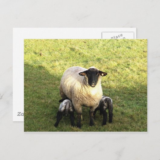 エウと子羊 ポストカード (正面/裏面)