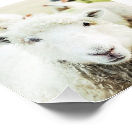 エウェかわいこちゃんシープラムカントリーファームアニマルスクエア フォトプリント            (角)