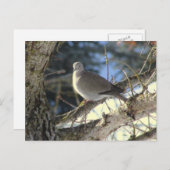 エウラティアンドーブオンメープルツリー ポストカード (正面/裏面)