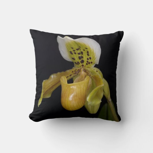 エキスル乳頭蓋 クッション (正面)