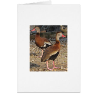 エキゾチックで黒い腹木のアヒル