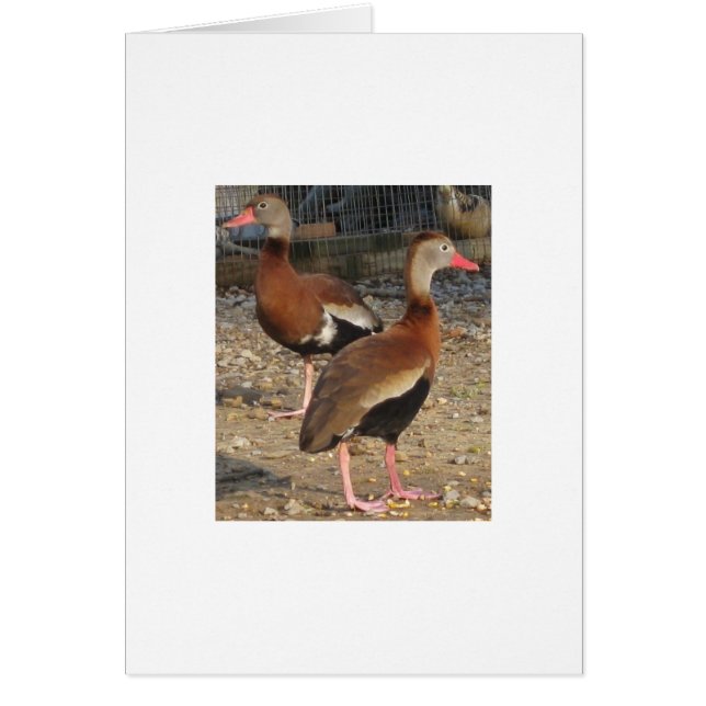 エキゾチックで黒い腹木のアヒル (正面)