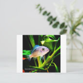 エキゾチックなアフリカのシクリッド魚 ポストカード (スタンド正面)