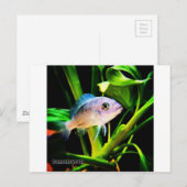 エキゾチックなアフリカのシクリッド魚 ポストカード (正面/裏面)