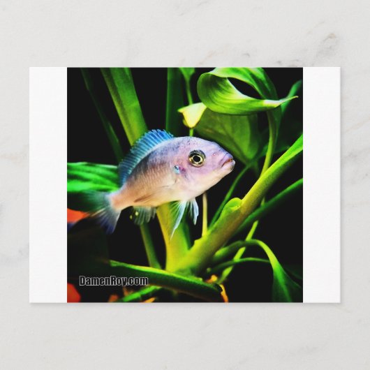エキゾチックなアフリカのシクリッド魚 ポストカード (正面)