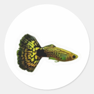 エキゾチックなイエローコブラグッピー熱帯魚ステッカー ラウンドシール