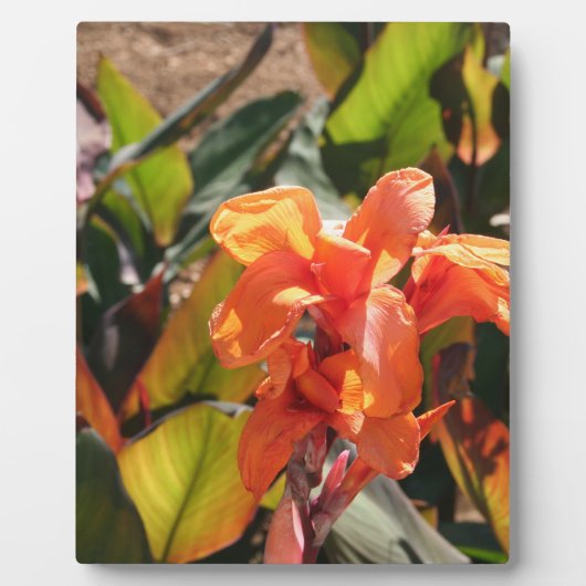 エキゾチックなオレンジ色の花 フォトプラーク (正面)