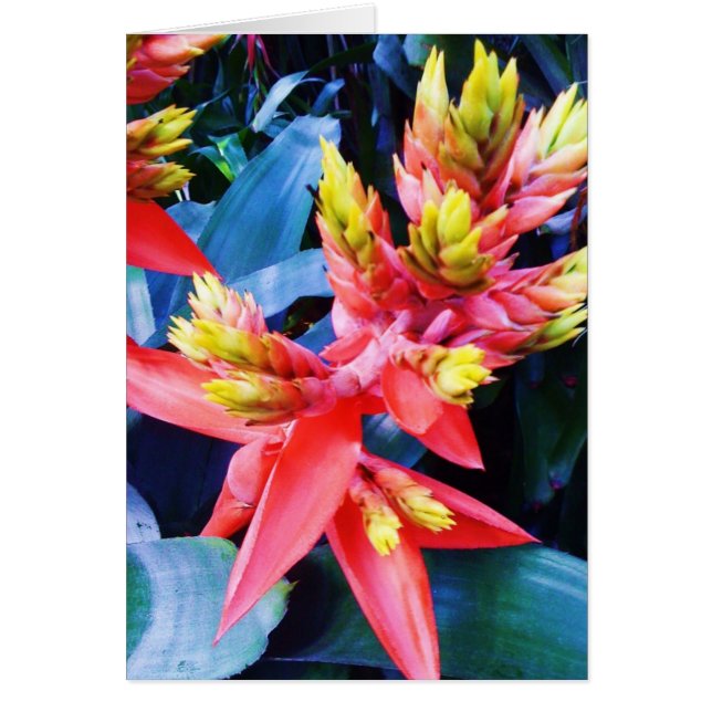 エキゾチックなオレンジ黄色の美しい花カード (正面)