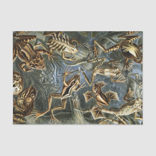 エキゾチックなカエルのエルンスト・ヘッケルの変化: Batrachia 薄葉紙 (正面)