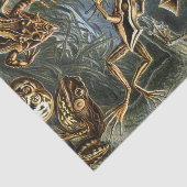 エキゾチックなカエルのエルンスト・ヘッケルの変化: Batrachia 薄葉紙 (詳細)