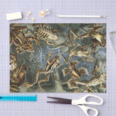 エキゾチックなカエルのエルンスト・ヘッケルの変化: Batrachia 薄葉紙 (クラフト)