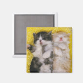 エキゾチックなショートヘア；ブレダーズは マグネット (正面/裏面)