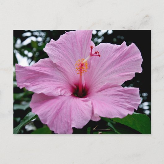 エキゾチックなトランペットの花 ポストカード (正面)