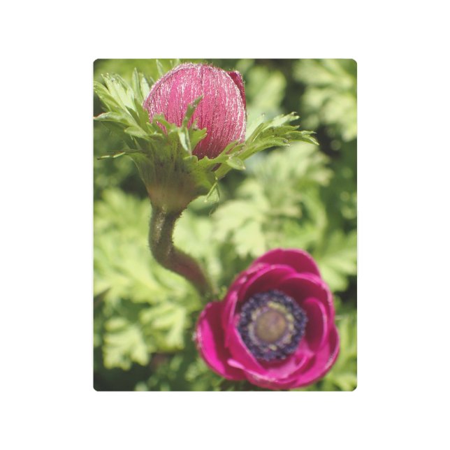 エキゾチックなピンクはっきりしたがかった紫色の花のマクロ写真 メタルプリント (正面)