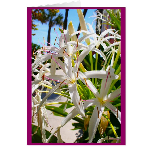 エキゾチックなフロリダ (正面)