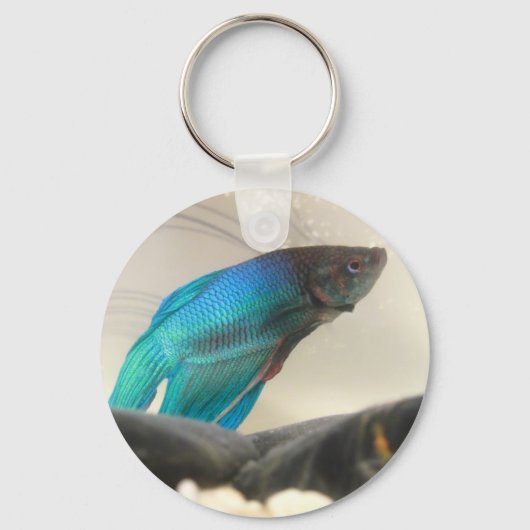 エキゾチックなベッタフィッシュクローズアップ キーホルダー (正面)