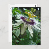 エキゾチックな熱帯のパッションフルーツフラワー ポストカード (正面/裏面)
