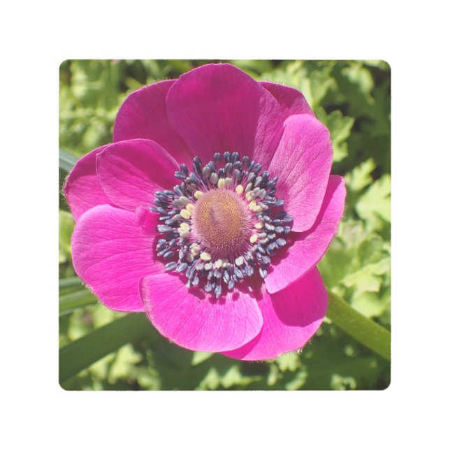 エキゾチックな紫色の花，マクロフォト –  メタルプリント (正面)