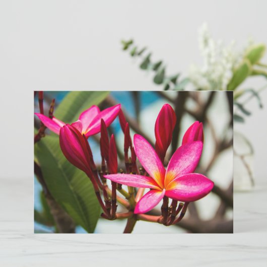 エキゾチックな花の背景プルメリア開花 招待状 (スタンド正面)