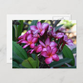 エキゾチックな花はがき ポストカード (正面/裏面)