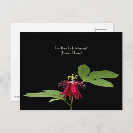 エキゾチックな赤い情熱の花が集まるはがき ポストカード (正面/裏面)