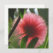 エキゾチックな赤い花，マクロ写真 –  サンキューカード (正面/裏面)