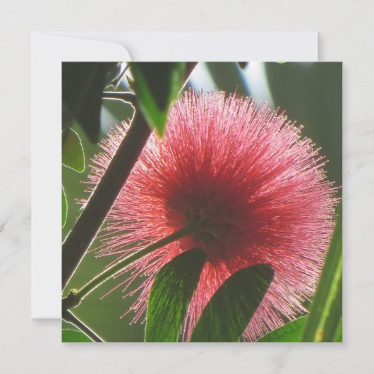 エキゾチックな赤い花，マクロ写真 –  サンキューカード (正面)