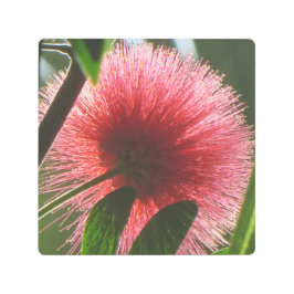 エキゾチックな赤い花，マクロ写真 –  メタルプリント