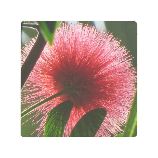 エキゾチックな赤い花，マクロ写真 –  メタルプリント (正面)