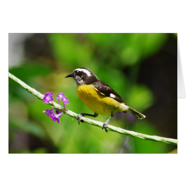 エキゾチックな鳥 (正面横)