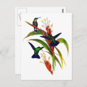 エキゾチックカラフルハミングバード ポストカード (正面/裏面)