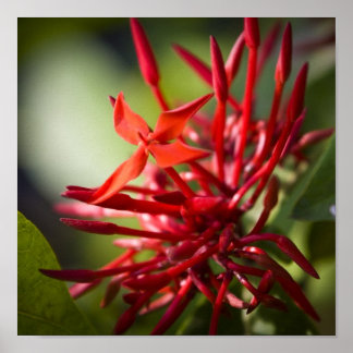 エキゾチックバリフラワー ポスター