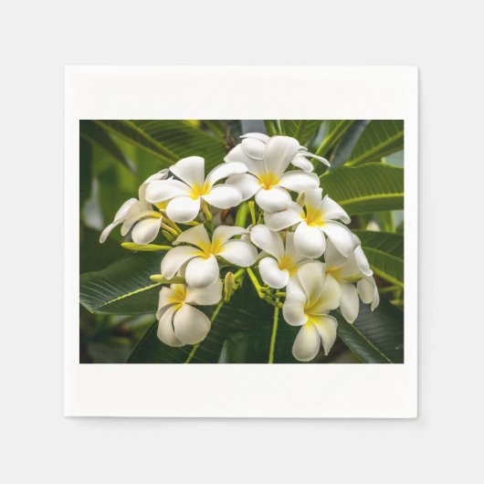 エキゾチック島プルメリアカクテルナプキン スタンダードカクテルナプキン (正面)