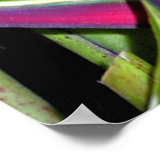 エキゾチック植物(1) ポスター (角)