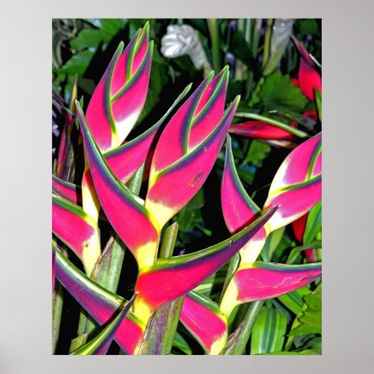 エキゾチック植物(1) ポスター (正面)