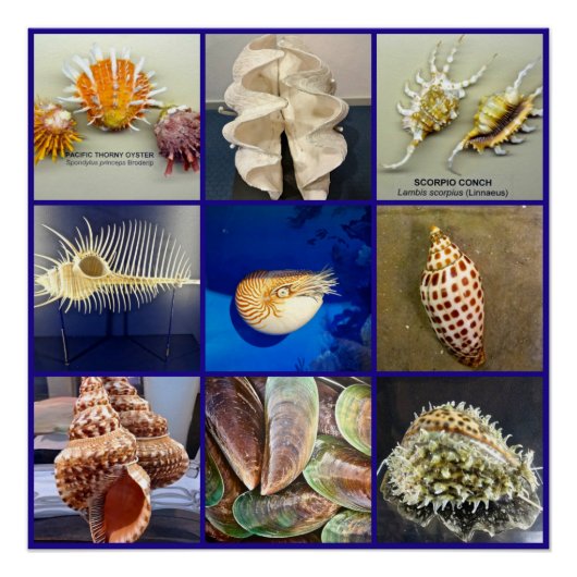 エキゾチック海シェル写真サニベル島フロリダ ポスター (正面)