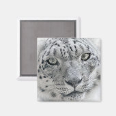 エキゾチック白ユキヒョウ写真 マグネット (正面/裏面)