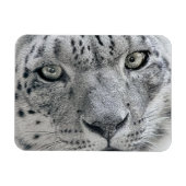 エキゾチック白ユキヒョウ マグネット (横)