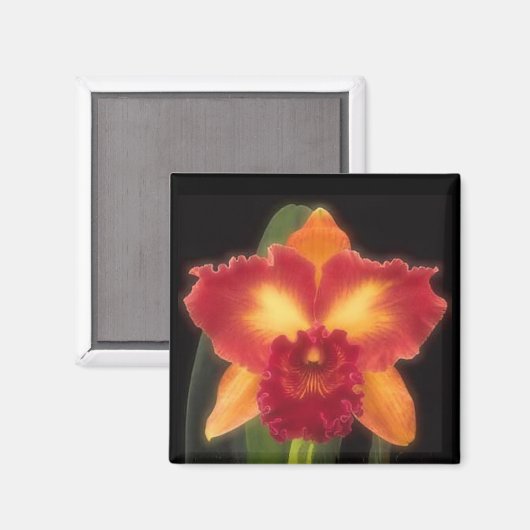 エキゾチック美しい磁石 マグネット (正面/裏面)