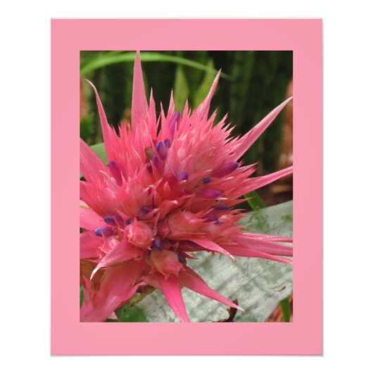 エキゾチック花プリント フォトプリント            (正面)