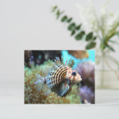 エキゾチック魚 ポストカード (スタンド正面)