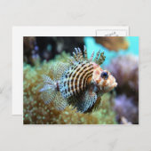 エキゾチック魚 ポストカード (正面/裏面)