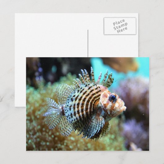 エキゾチック魚 ポストカード (正面/裏面)