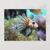 エキゾチック魚 ポストカード (正面)