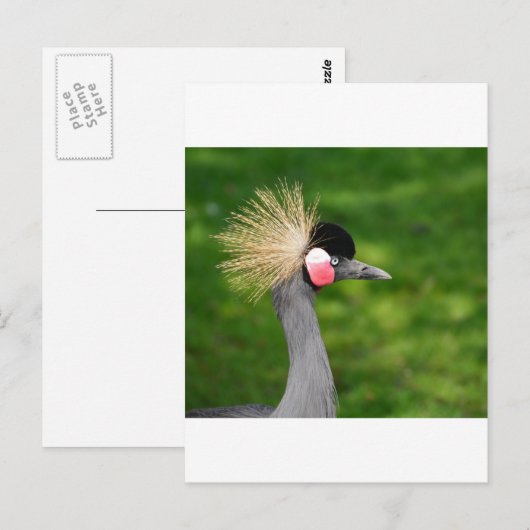 エキゾチック鳥 ポストカード (正面/裏面)