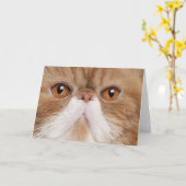 エキゾチック・ショートヘア カード (黄色い花)