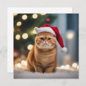 エキゾチック・ショートヘア・クリスマス (正面/裏面)