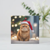 エキゾチック・ショートヘア・クリスマス (スタンド正面)