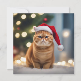 エキゾチック・ショートヘア・クリスマス